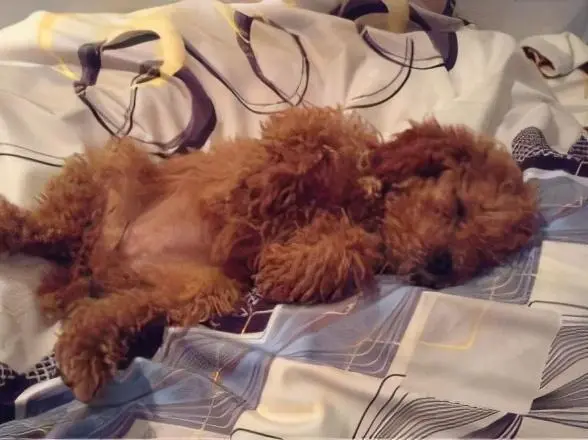 泰迪月经多少天可以洗澡_泰迪犬月经多长时间_月经犬多长泰迪时间能配狗