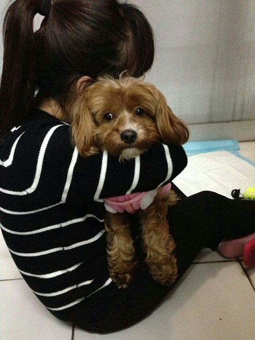 泰迪月经多少天可以洗澡_泰迪犬月经多长时间_月经犬多长泰迪时间能配狗