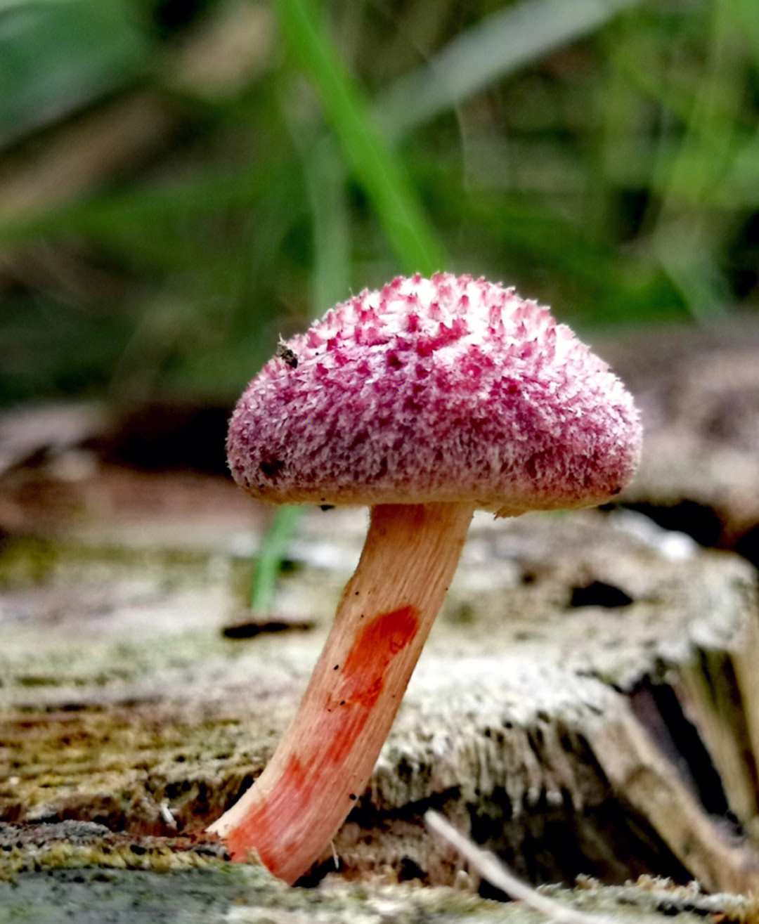 哪种小动物有什么伞_小动物或植物_什么植物是小动物的伞