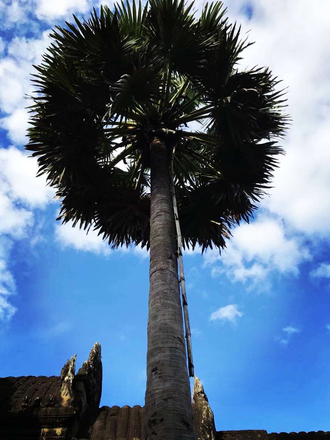 什么植物是小动物的伞_小动物或植物_哪种小动物有什么伞