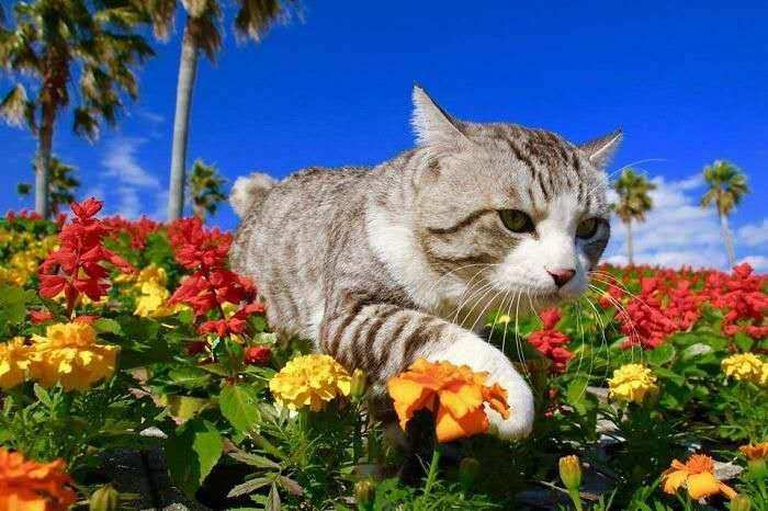 种子猫官网_种子猫_种子猫在线搜索器