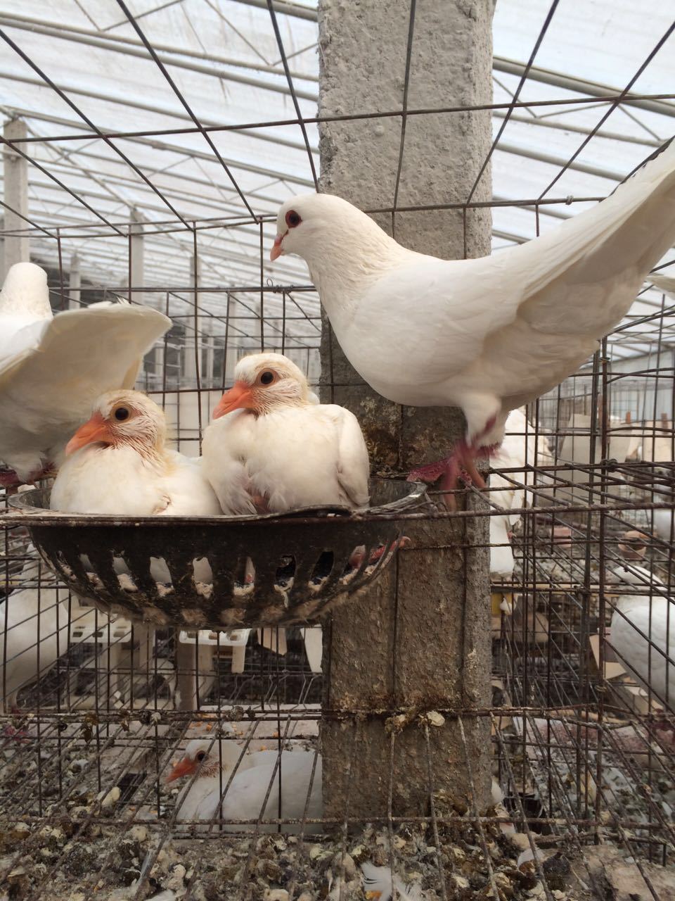 肉鸽定义_网络语肉鸽什么意思_肉鸽是什么意思