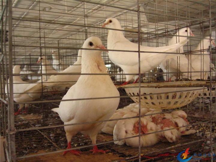 网络语肉鸽什么意思_肉鸽定义_肉鸽是什么意思
