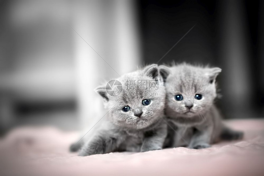 猫咪官方app_猫咪官方app官网安卓_猫咪官方app在线