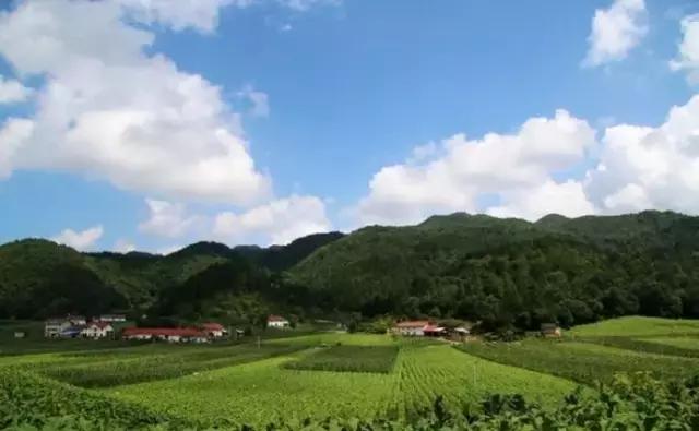 卢各_卢昱晓_卢新宇卢新宇
