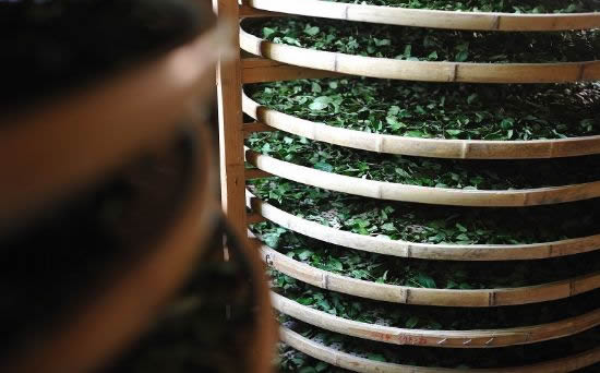 茶渡泰虎的全部形态_茶渡泰虎_泰虎茶渡经典台词