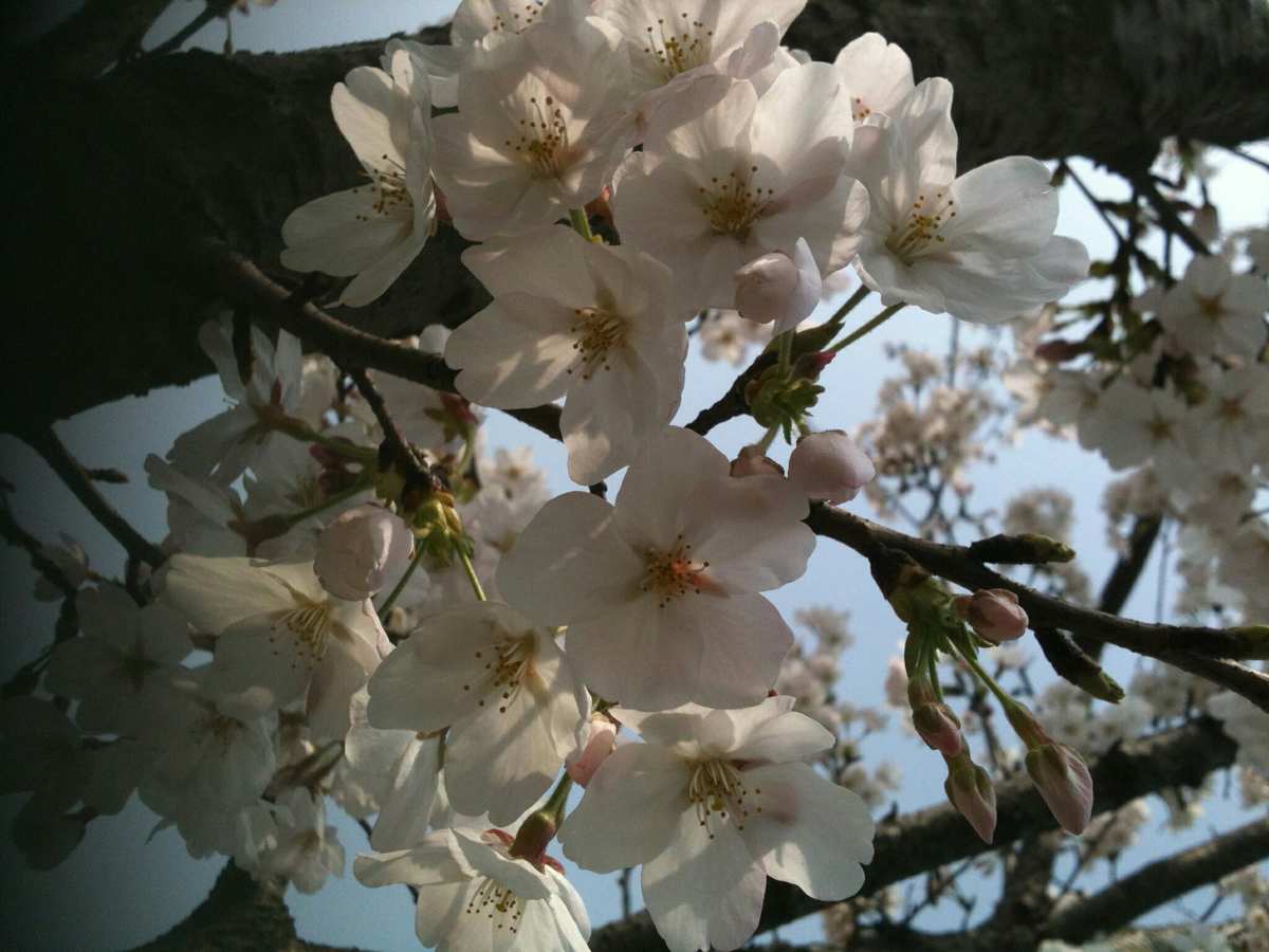 公立海老栖川高校天闷部樱花_公立海老栖川高校第一季_公立海老栖川高校天闷部樱