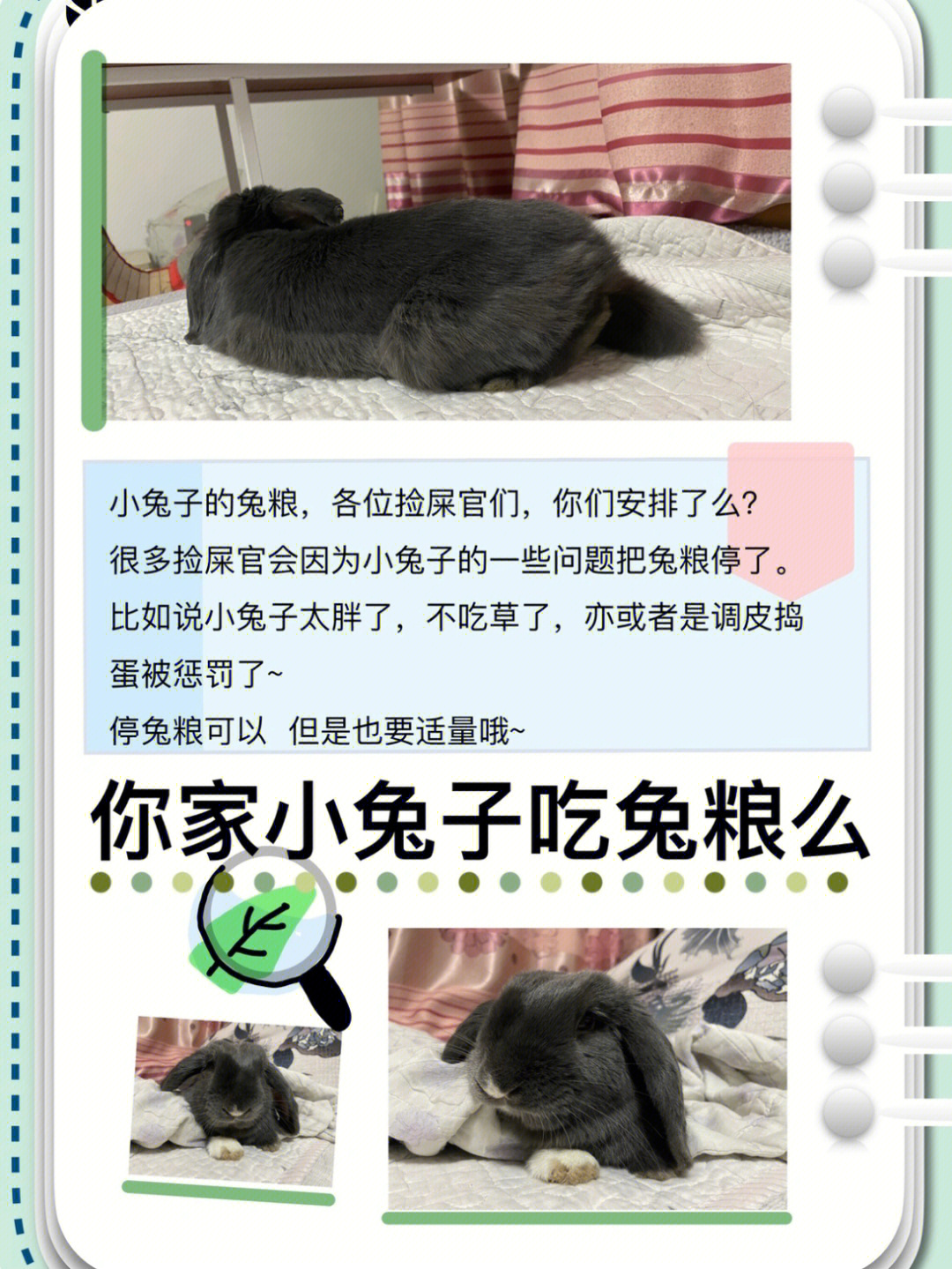 靖兔_靖兔和义勇是什么关系_靖兔真菰怎么念