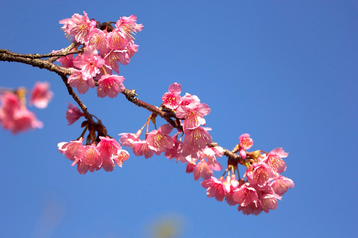 日本的节日_日本节日大全表_日本节日大全表顺序2020