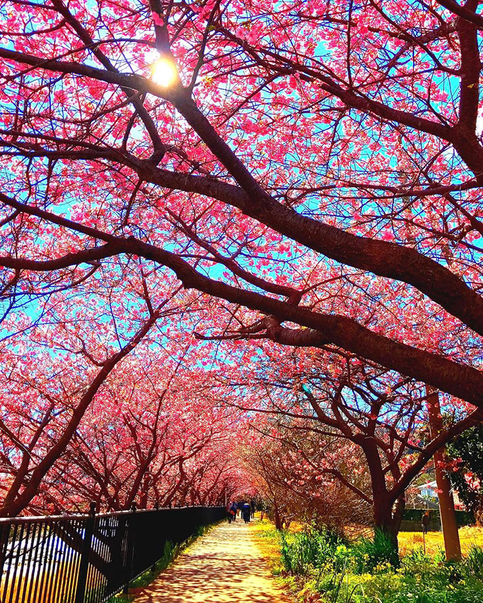日本节日大全表顺序2020_日本的节日_日本节日大全表