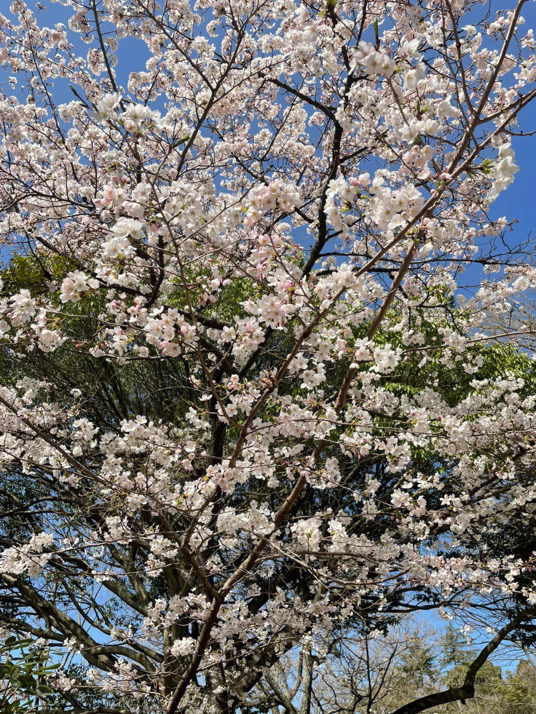 日本的节日_日本节日大全表_日本节日大全表顺序2020
