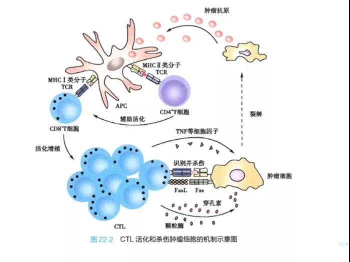 初始细胞毒性T细胞_初始细胞减灭术是什么意思_初始t细胞