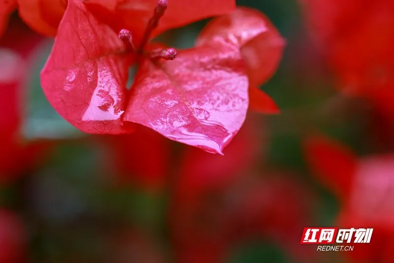 谷雨知时节_谷雨时节_谷雨时节什么意思
