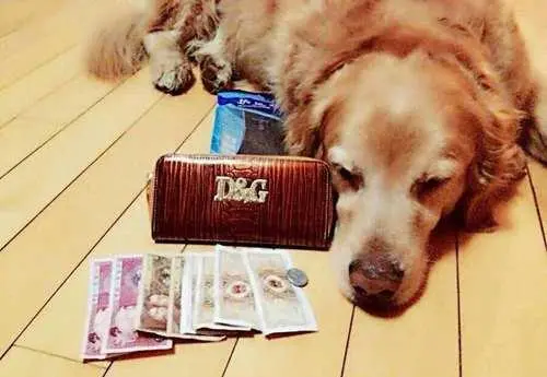 狗狗币tp钱包_狗狗币提tp钱包选哪个链_tp钱包支持狗狗币吗