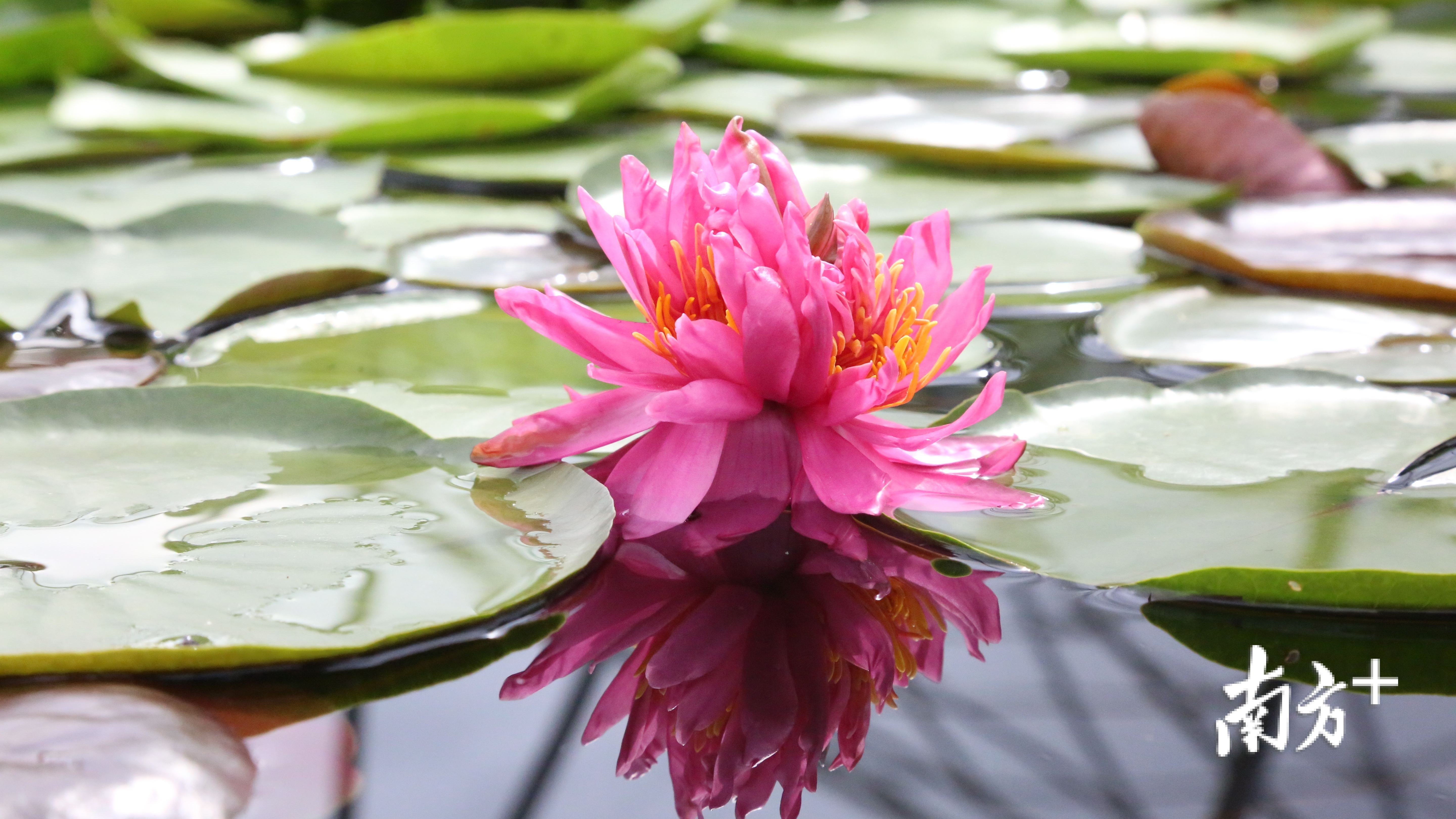莲花兽手机游戏怎么玩_莲花兽手机游戏_莲花兽进化