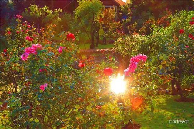 花房手机游戏_花房手机游戏怎么玩_阳光花房游戏