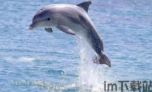 dolphin(图1)