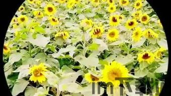 向日葵影视免费下载安装app (图3)