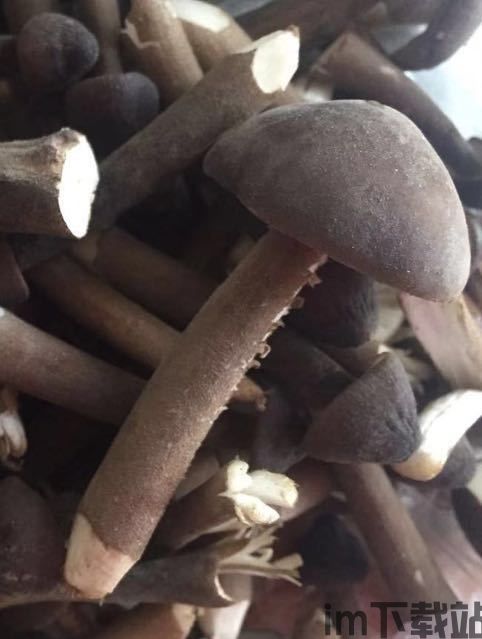 黑蘑菇,探索神秘真菌的奇妙世界(图1)