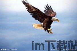 雄鹰自由,危机应对中的主动出击与舆论引导之道(图2)