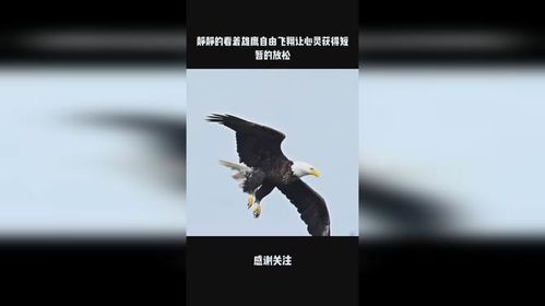 雄鹰自由,危机应对中的主动出击与舆论引导之道(图1)