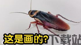 蟑螂会飞吗,揭秘其滑翔与逃生的秘密(图3) 蟑螂会飞吗,揭秘其滑翔与逃生的秘密(图3)