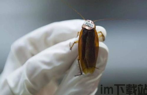 蟑螂会飞吗,揭秘其滑翔与逃生的秘密(图1) 蟑螂会飞吗,揭秘其滑翔与逃生的秘密(图1)