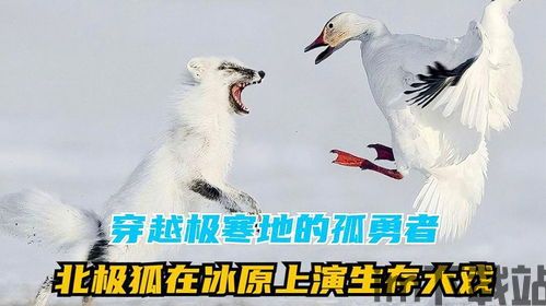 北极狐TV (图1) 北极狐TV (图1)