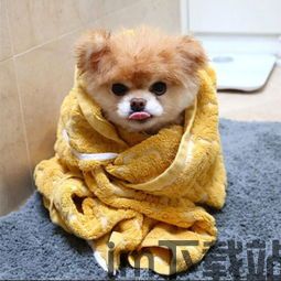 大头狗boo,趣味横生的童话世界之旅(图1) 大头狗boo,趣味横生的童话世界之旅(图1)