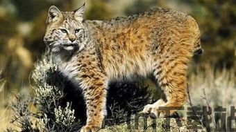 大山猫空间,探索大山猫空间的奇幻之旅(图2) 大山猫空间,探索大山猫空间的奇幻之旅(图2)