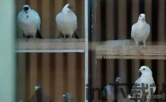 鸽子模拟器手机版 (图1) 鸽子模拟器手机版 (图1)
