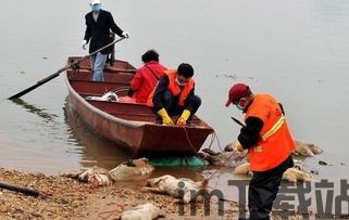 泡泡大作战游戏手机游戏 (图1)