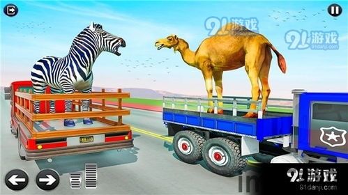 美国zoom动物游戏最新版 (图1) 美国zoom动物游戏最新版 (图1)